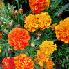 Blooming Garden – Colourful Atmosphere