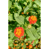 Blooming Garden – Colourful Atmosphere