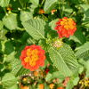 Blooming Garden – Colourful Atmosphere