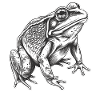 Bullfrogs Bullfrog