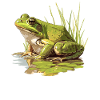 Bullfrogs Bullfrog