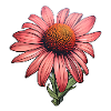 Echinacea flower