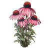 Echinaceapflanze 4 Blüten