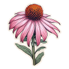 Échinacée plante 1 fleur