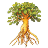 Ginseng