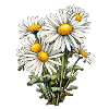 Chamomile 6 Flowers
