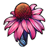 Echinaceablüte