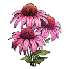 Échinacée 3 Fleurs