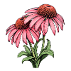 Echinacea 2 Flowers