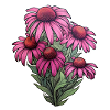 Echinacea