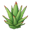 Aloe-Vera-Pflanze