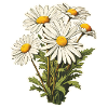 Chamomile Bouquet