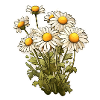 Chamomile 7 Flowers