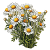 Chamomile bush