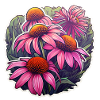 Echinacea plant 5 flowers