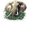 Elephant Elephant