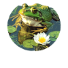Bullfrogs Bullfrog
