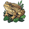 Bullfrogs Bullfrog