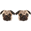 pug