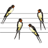 Oiseaux