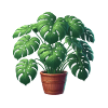 Beautiful Monstera Plant