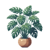 Beautiful Monstera Plant