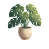 Beautiful Monstera Plant