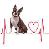 Cadeau Heartbeat pour chiens