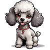 Gray Poodle with Collar