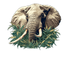 Éléphant Éléphant