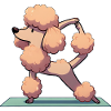 Dog Poodle Yoga Gymnastics