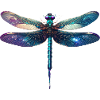 Colourful dragonfly