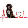 Cadeau Heartbeat pour chiens