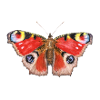 Peacock butterfly