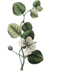 lettre b botanique vert