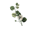 Letter A Green Botany