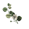 Letter C Botanical Green
