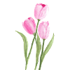 pink tulips