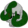 Crâne de serpent Ratel