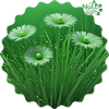 NDDF #21 Green