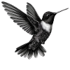 Kolibri | Hummingbird