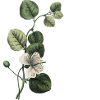 Green Botanical Letter