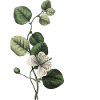 Green Botanical Letter E