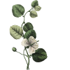Letter F Green Botanical