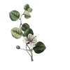 lettre g botanique vert