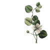 lettre h botanique vert