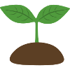 Seedling