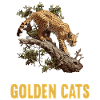 Golden Cats Golden Cat
