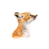 Fuchs