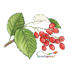 Whiteberry (Sorbus aria)